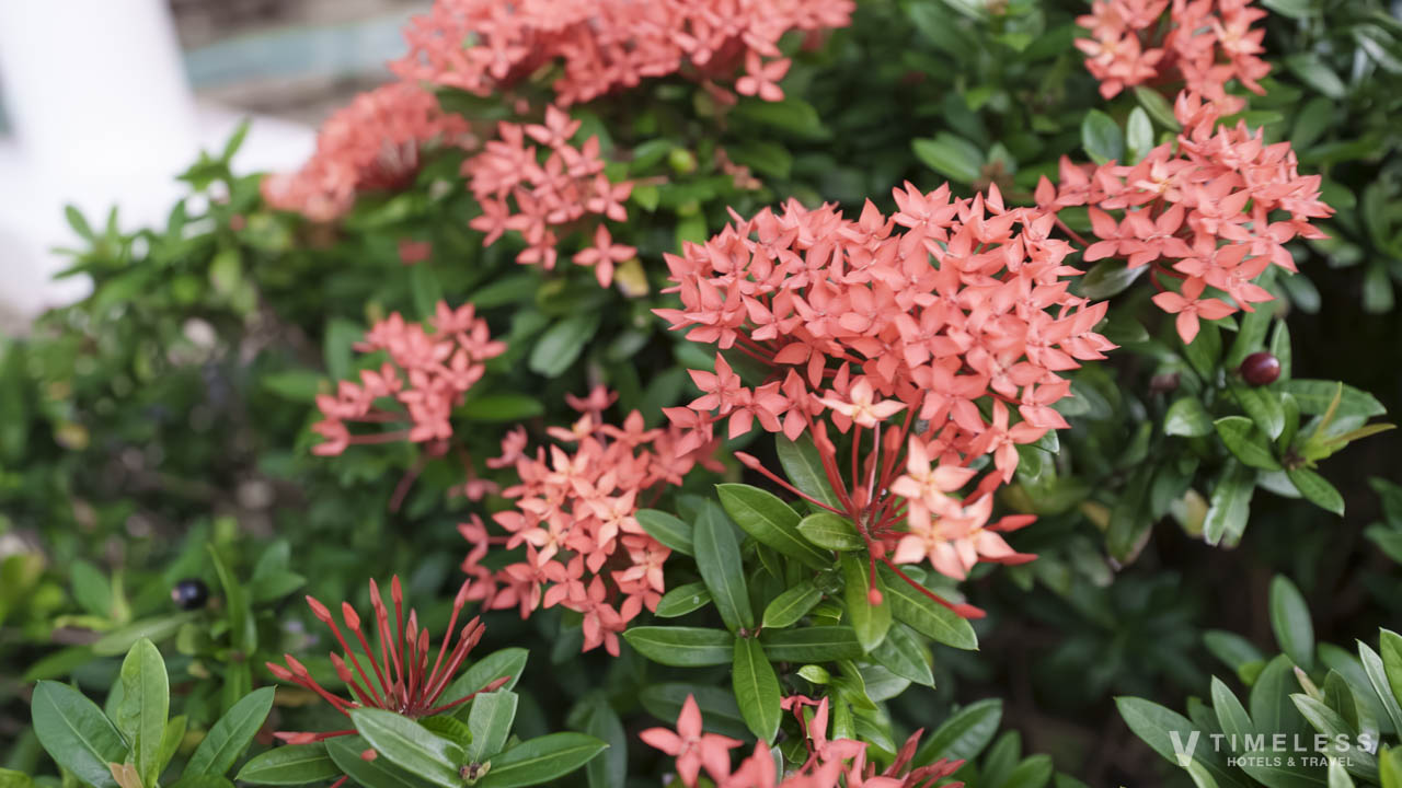 自然が多いガーデンプール