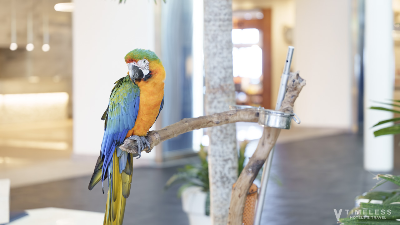 ロビーで出迎えてくれるコウゴウインコのチャーミー