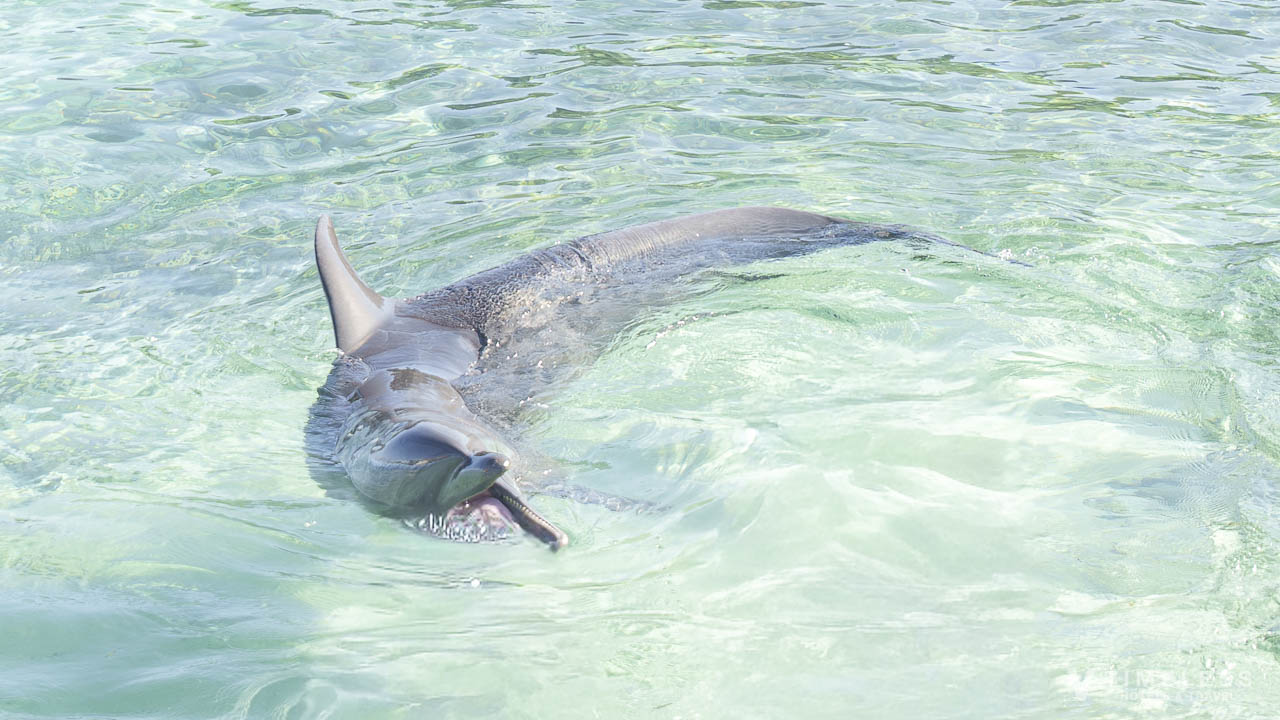 ルネッサンスリゾートオキナワのイルカ