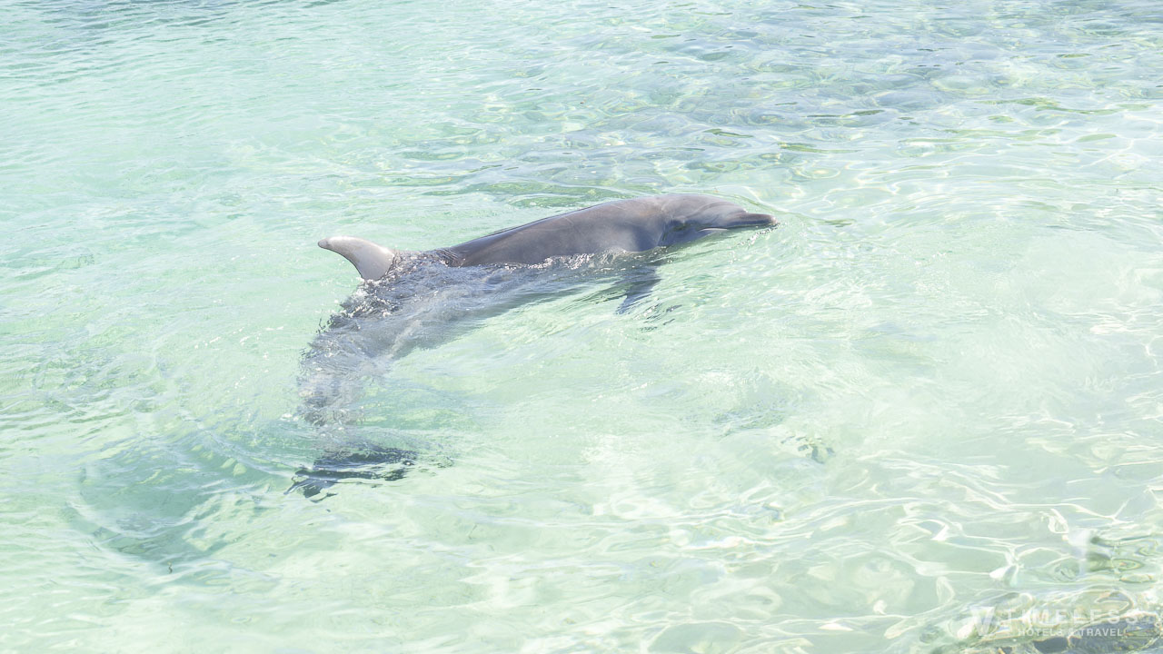 ルネッサンスリゾートオキナワのイルカ