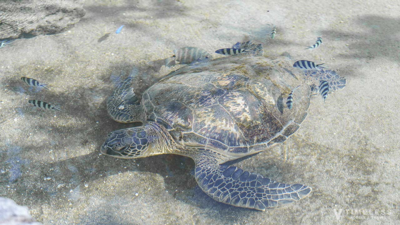 ウミガメと南国の魚たち