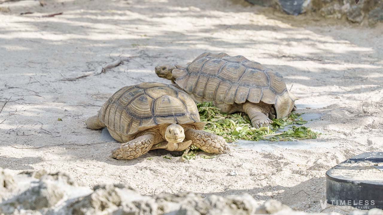 目の前で見れるリクガメ(カメラ目線)