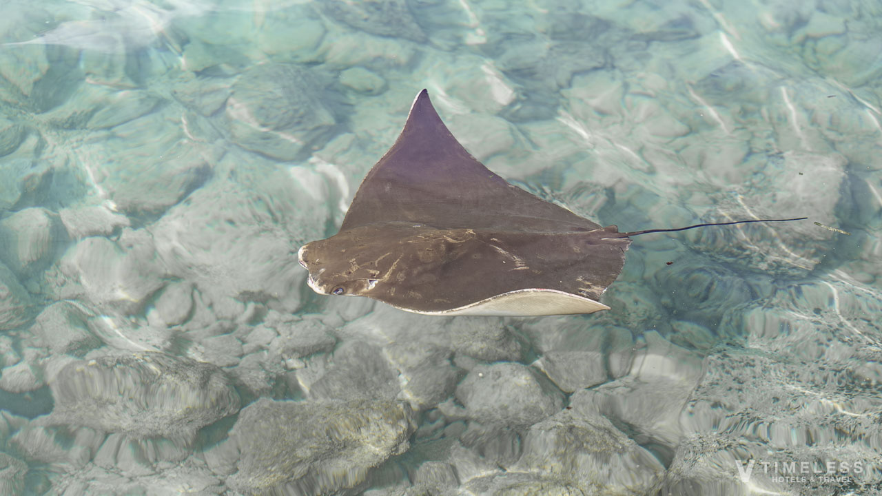 イルカの隣にいるエイ