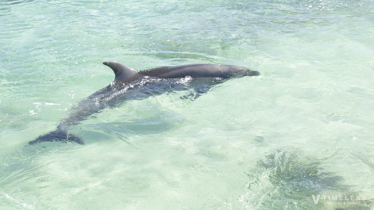 ルネッサンスリゾートオキナワのイルカ