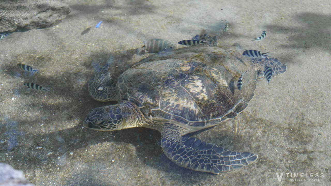 ルネッサンス沖縄のウミガメと魚たち