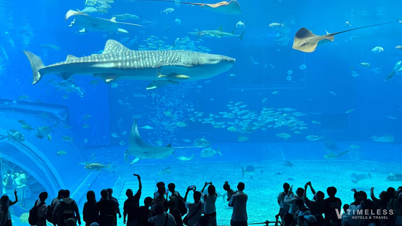 美ら海水族館