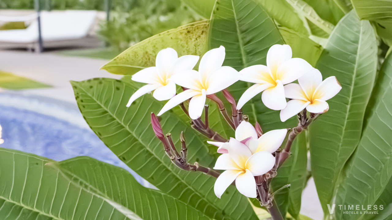 ガーデンプールに咲くプルメリアの花