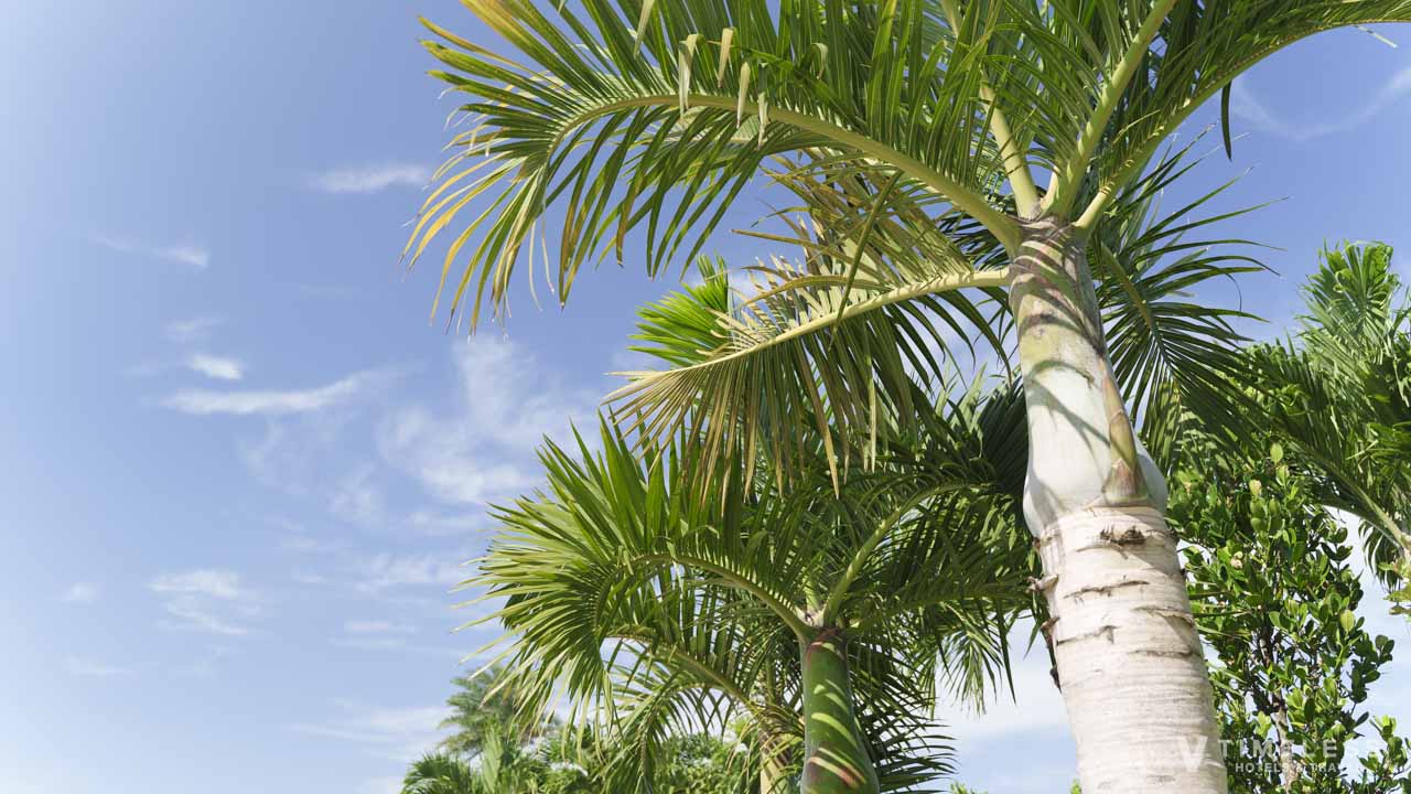 自然に囲まれたガーデンプール