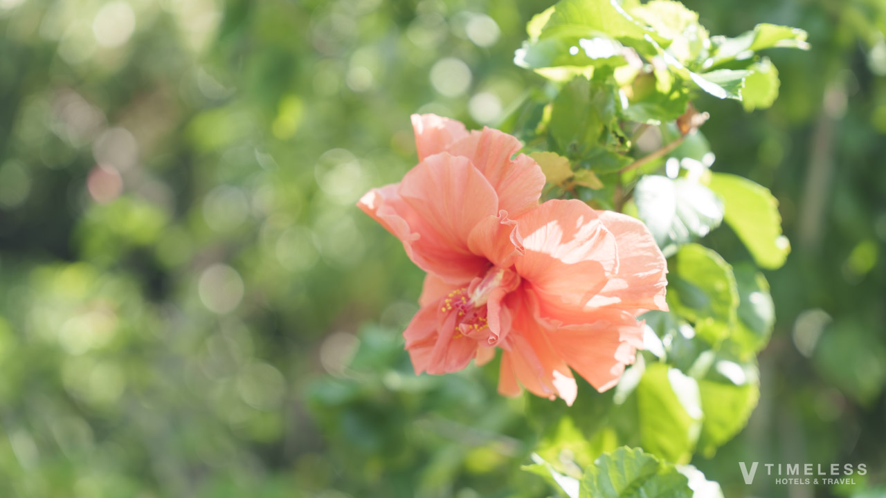 プールサイドのハイビスカス