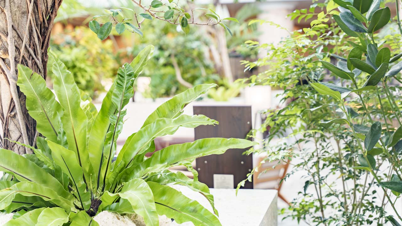 観葉植物に囲まれた癒しの空間｜オリエンタルホテル沖縄リゾート&スパのクラブラウンジ