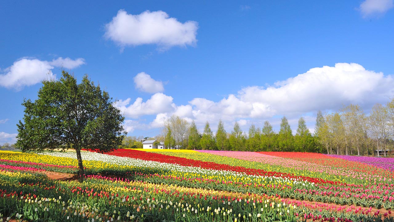 フェアフィールド・バイ・マリオット・広島世羅の魅力とは|四季の花畑と里山風景を楽しめる絶好ロケーション