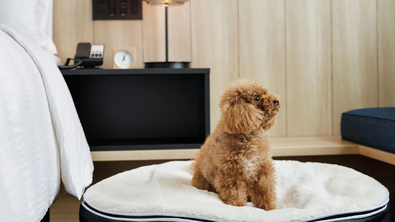 ペットと一緒に泊まれるフェアフィールド・バイ・マリオット・京都京丹波で、愛犬と過ごす愛おしいプライベート時間