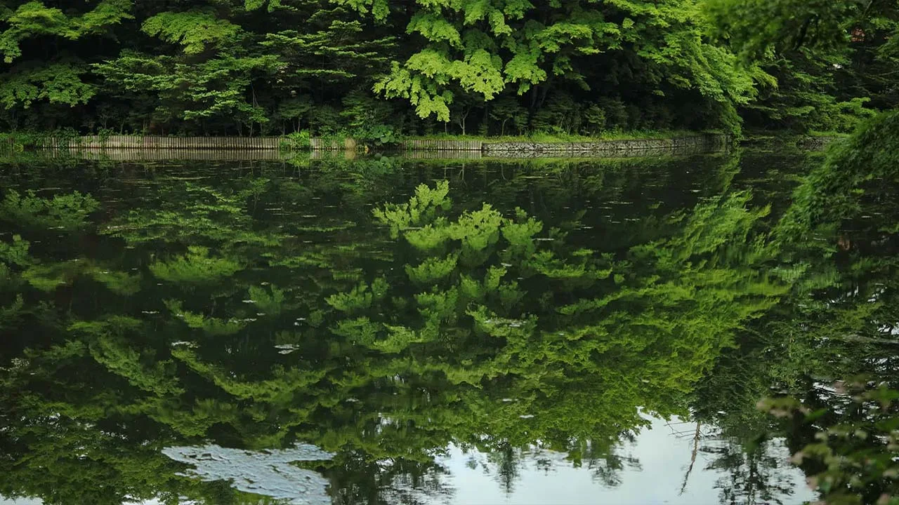 水鏡に鮮やかな新緑が映り込む、ふふ 旧軽井沢 静養の森の息を呑むほど美しい自然の風景