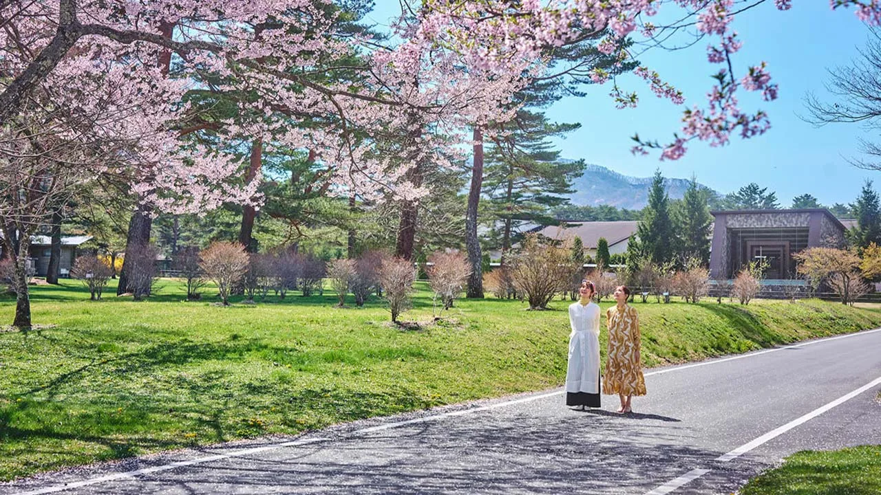 満開の桜と青空の下を歩いて春の訪れを感じる軽井沢プリンスホテル イーストでのリフレッシュ散策