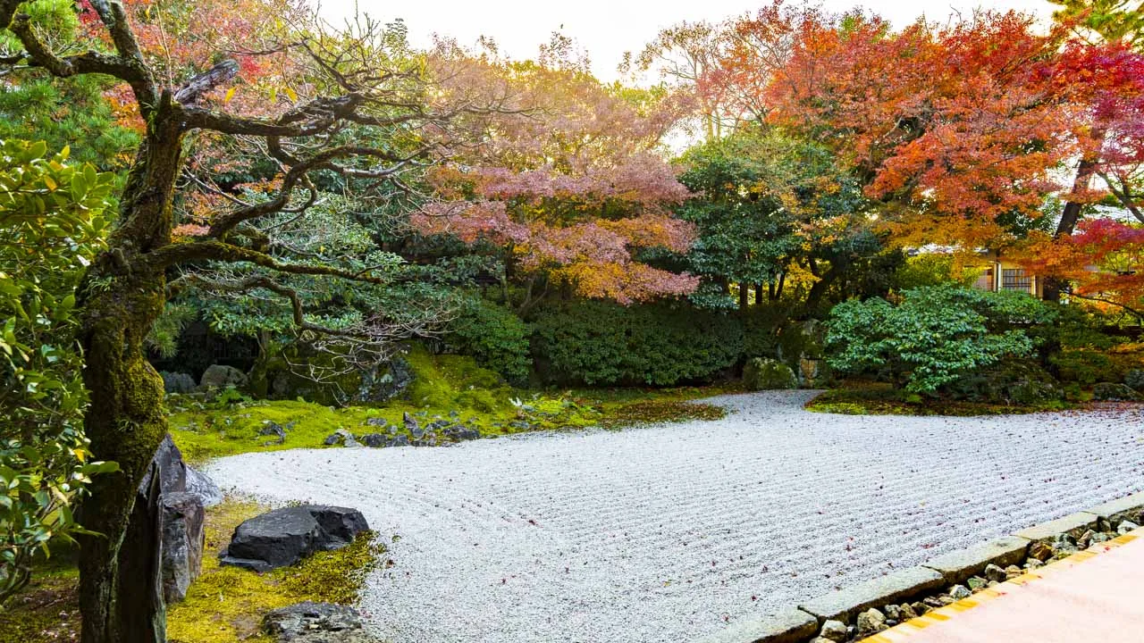 紅葉に染まる圓徳院の北庭。白砂と巨石の上に赤い葉が散り敷く、京都東山の秋の名場面