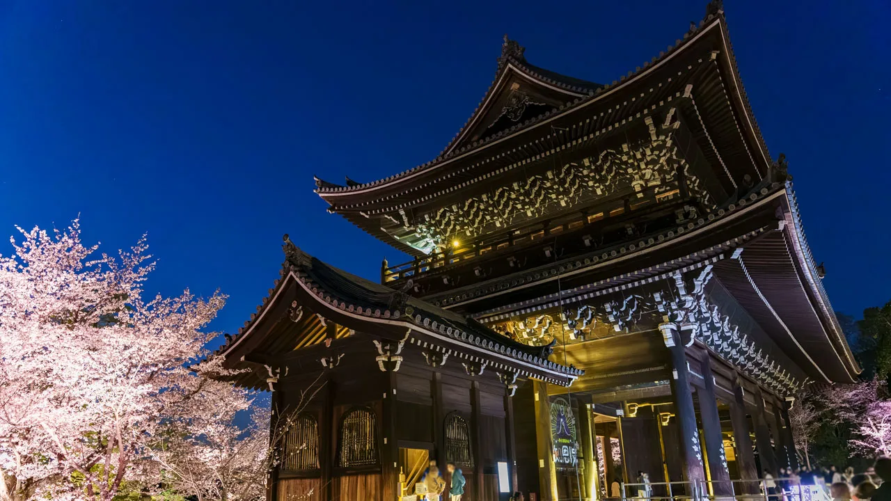 知恩院 ライトアップされた御影堂と桜