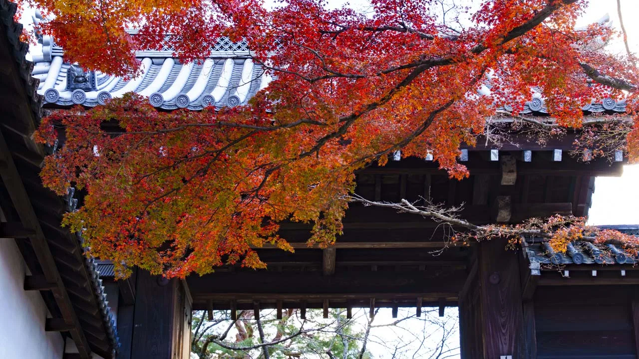 知恩院 紅葉