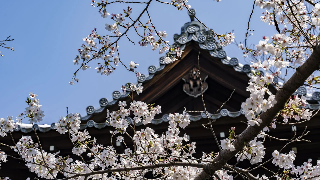 桜越しに見上げる大雲院の祇園閣