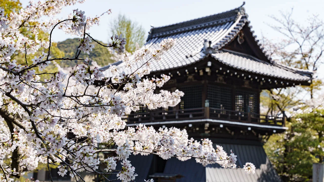 満開の桜に包まれた鐘楼