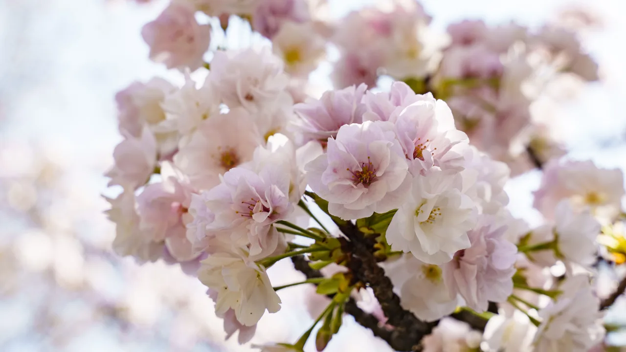 墓地の手前で見頃を迎えていた八重の桜
