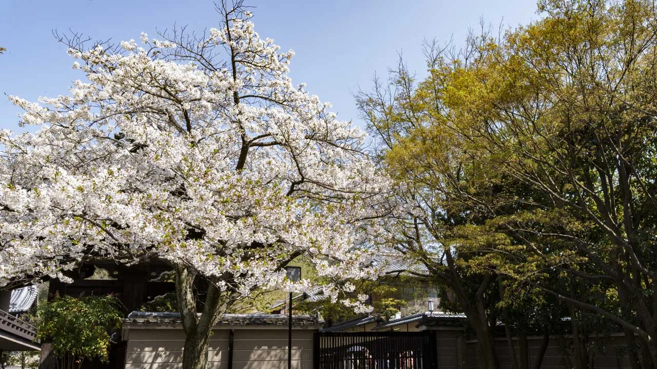 塀越しに桜のあふれる大雲院の外観