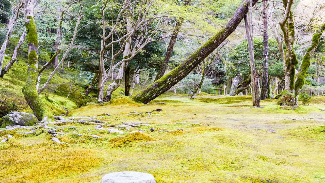 木の根元まで苔に覆われた山裾の庭