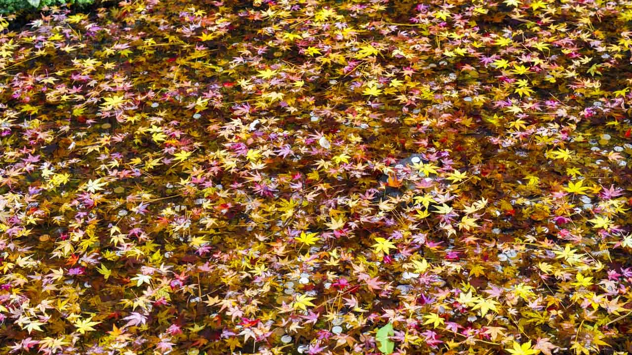 地面を埋める散り紅葉