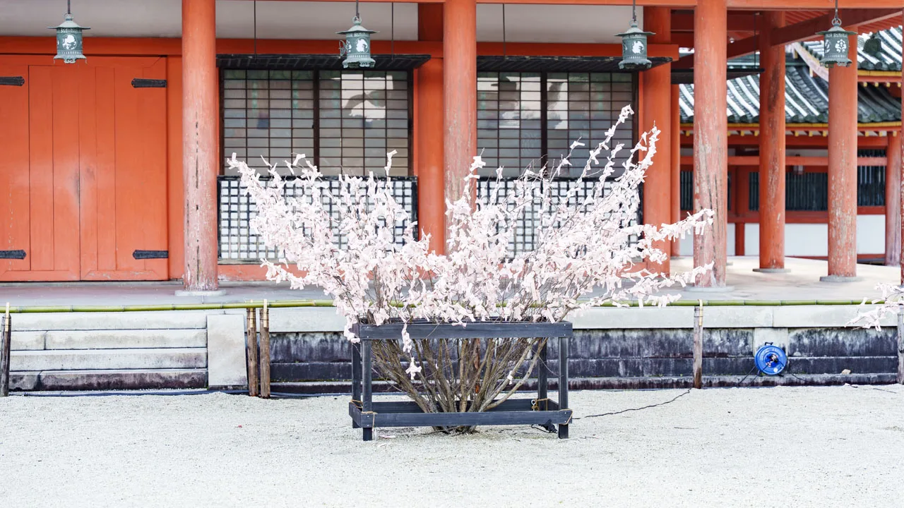 桜色のおみくじが結ばれ、花が咲いたように見える木