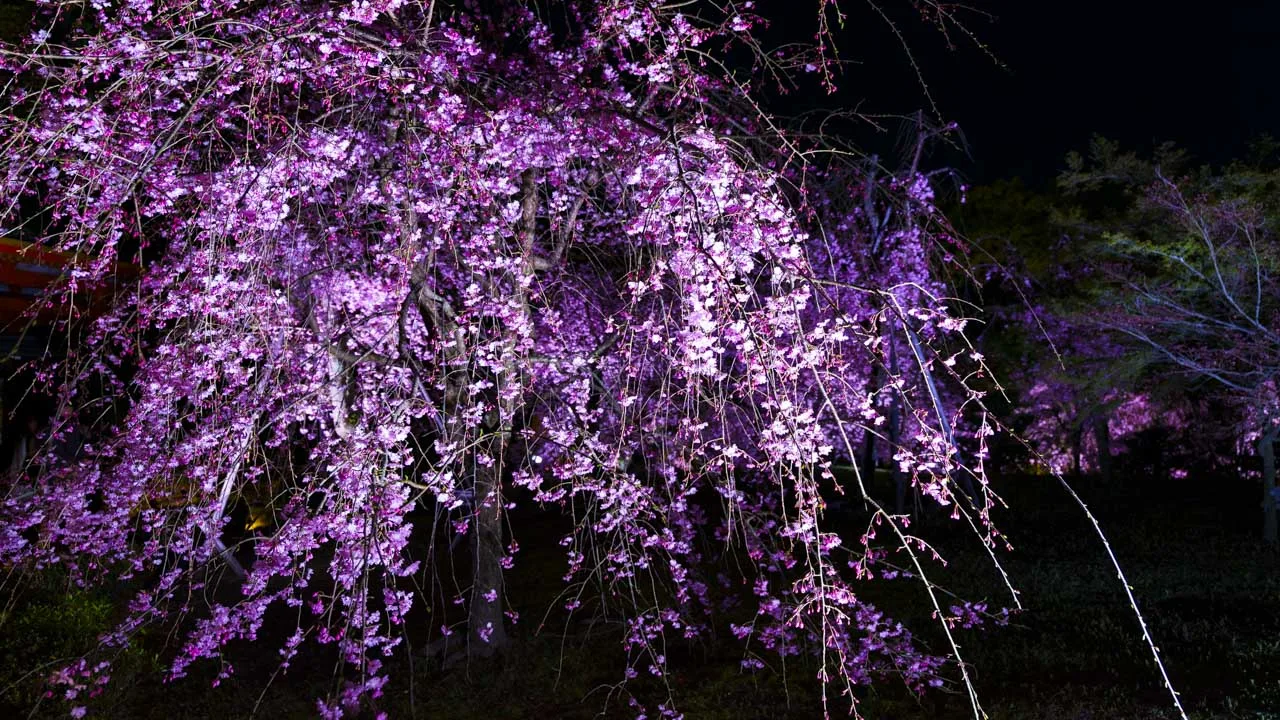 闇のなかに枝を垂らす紅しだれ桜