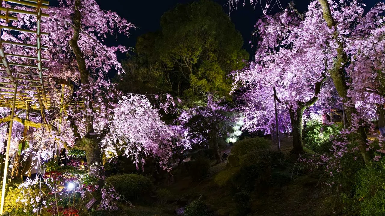 南神苑を彩る紅しだれ桜のライトアップ