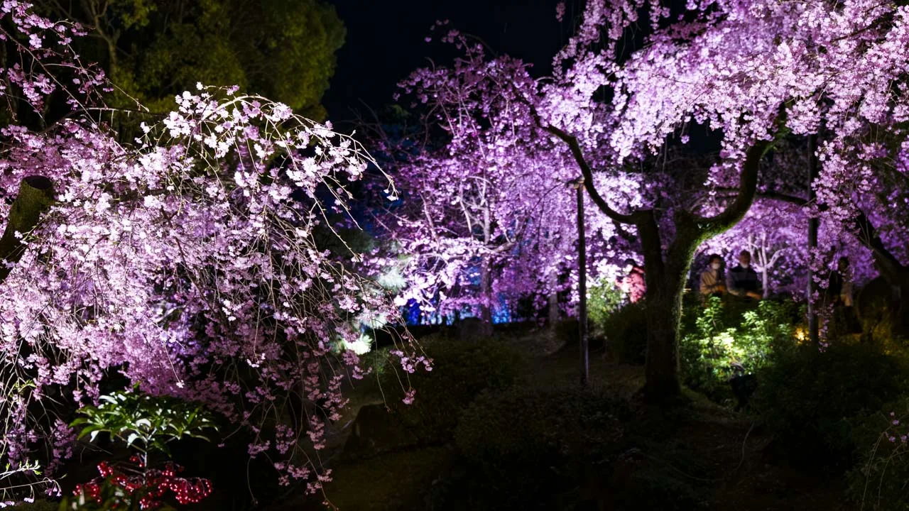 幾重にも重なる夜の紅しだれ桜