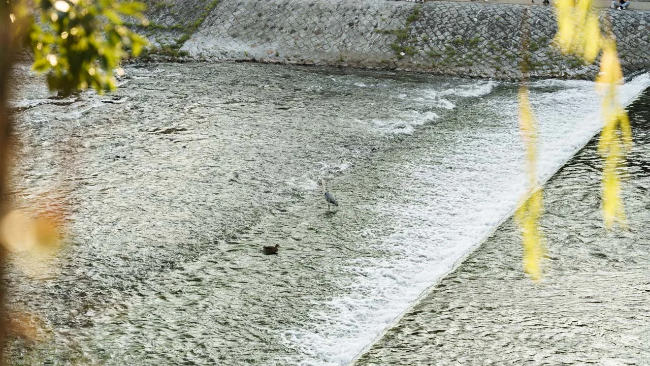 堰の浅瀬に立つサギと、流れに浮かぶカモ