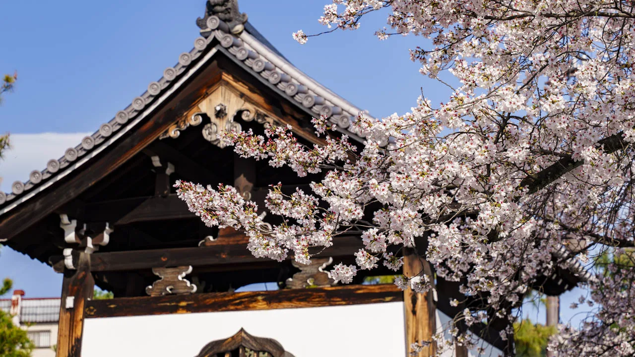 春の訪れを告げる建仁寺の可憐な桜。伝統的な寺院の屋根を背景に、淡いピンク色の花びらが優しく揺れる心満たされる風景