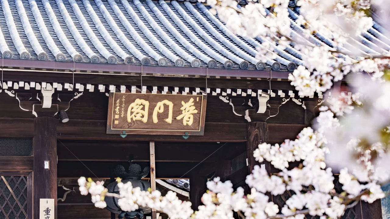 桜の枝が扁額に届く轟門