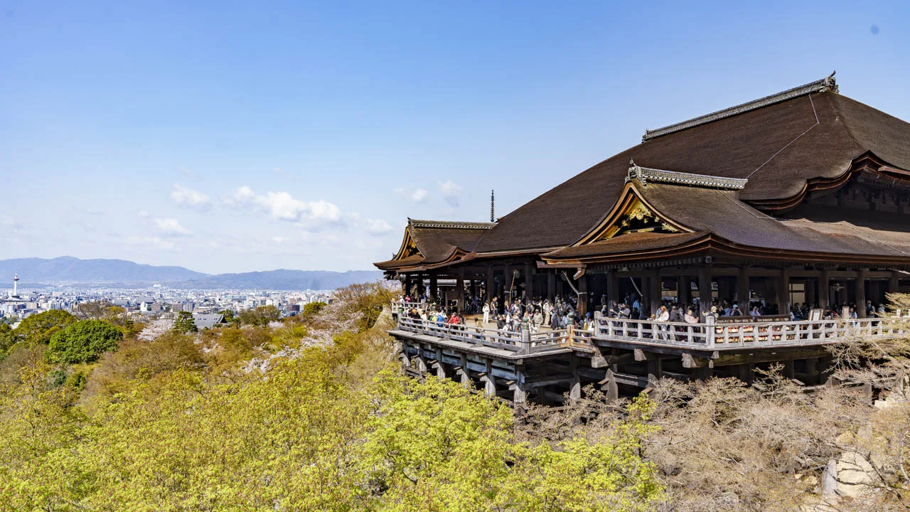 白い桜と新緑に包まれた春の清水の舞台