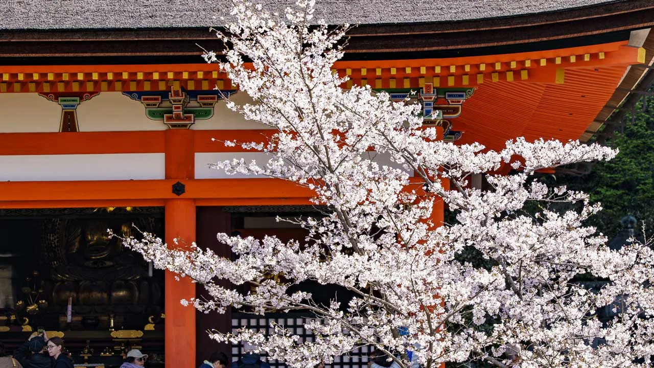 白い桜越しに望む朱の伽藍