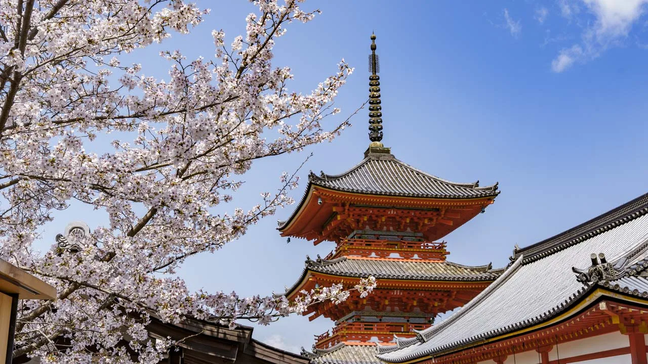 白い桜の額縁越しに見上げる三重塔
