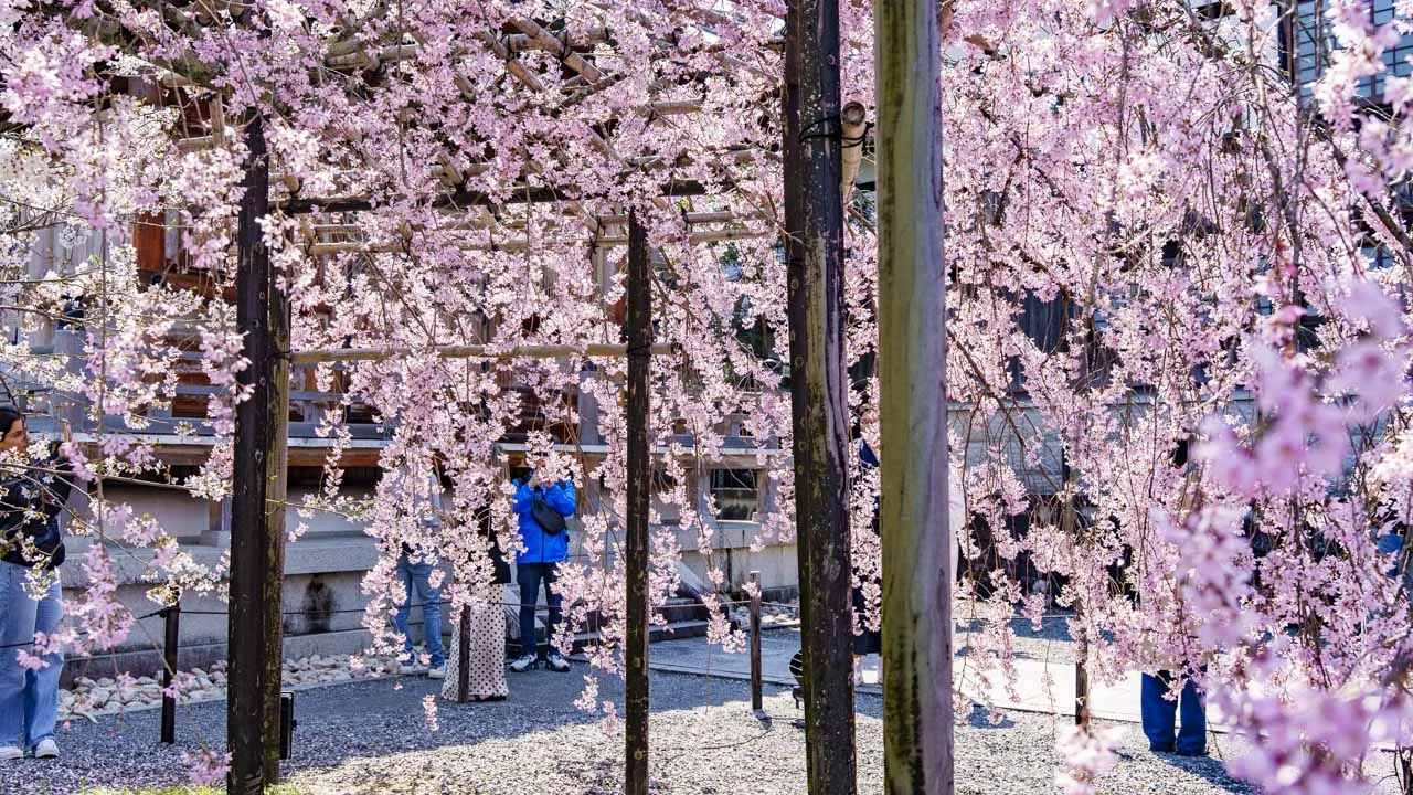 中興堂近くの紅枝垂れ桜のトンネル