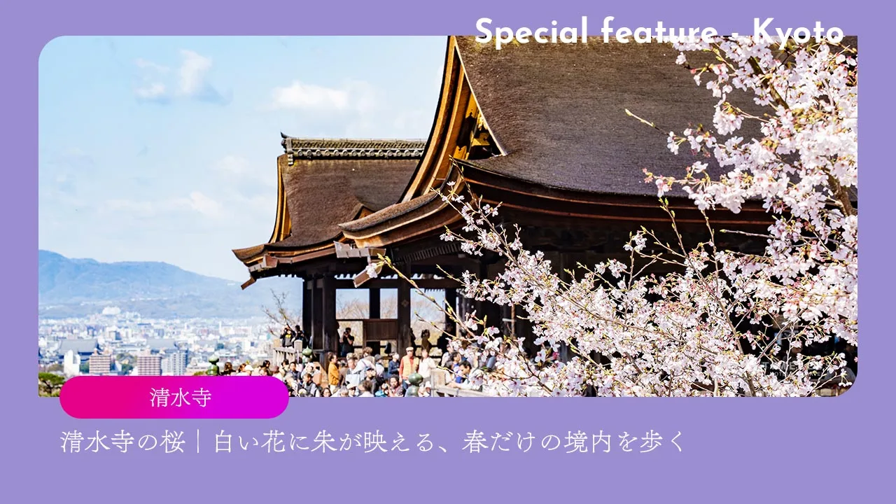 清水寺の桜｜白い花に朱が映える、春だけの境内を歩く