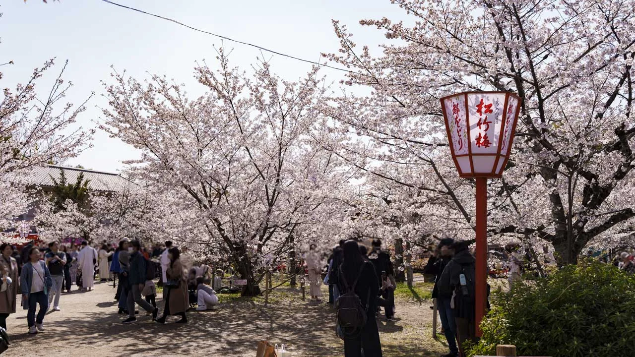円山公園 桜の園路と花見客の賑わい