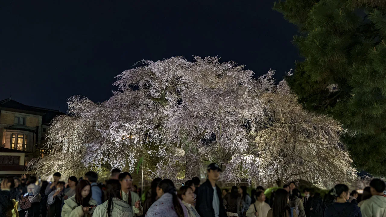 円山公園 ライトアップされた祇園しだれ桜と人垣