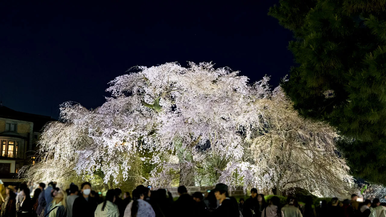 円山公園 祇園しだれ桜のライトアップと花見客