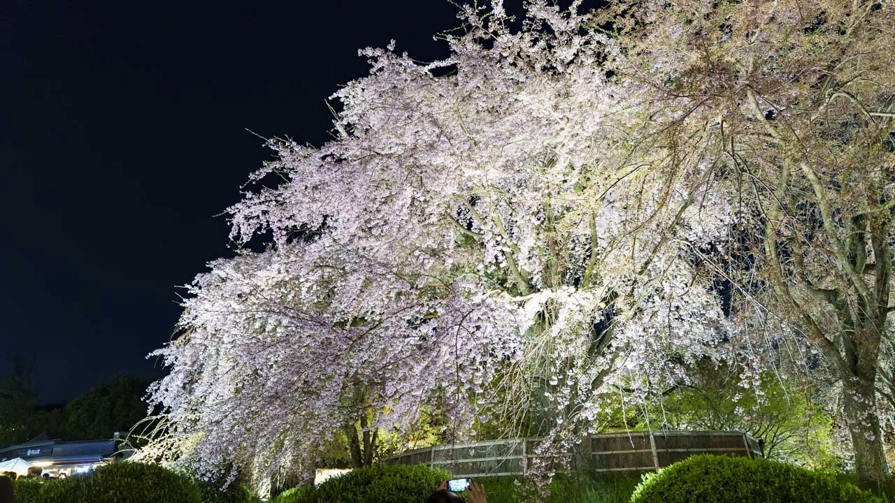 円山公園 夜の祇園しだれ桜ライトアップ