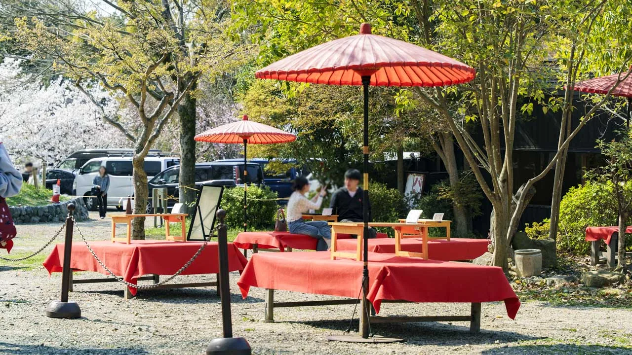 円山公園 野点傘と緋毛氈の床几が並ぶ茶席