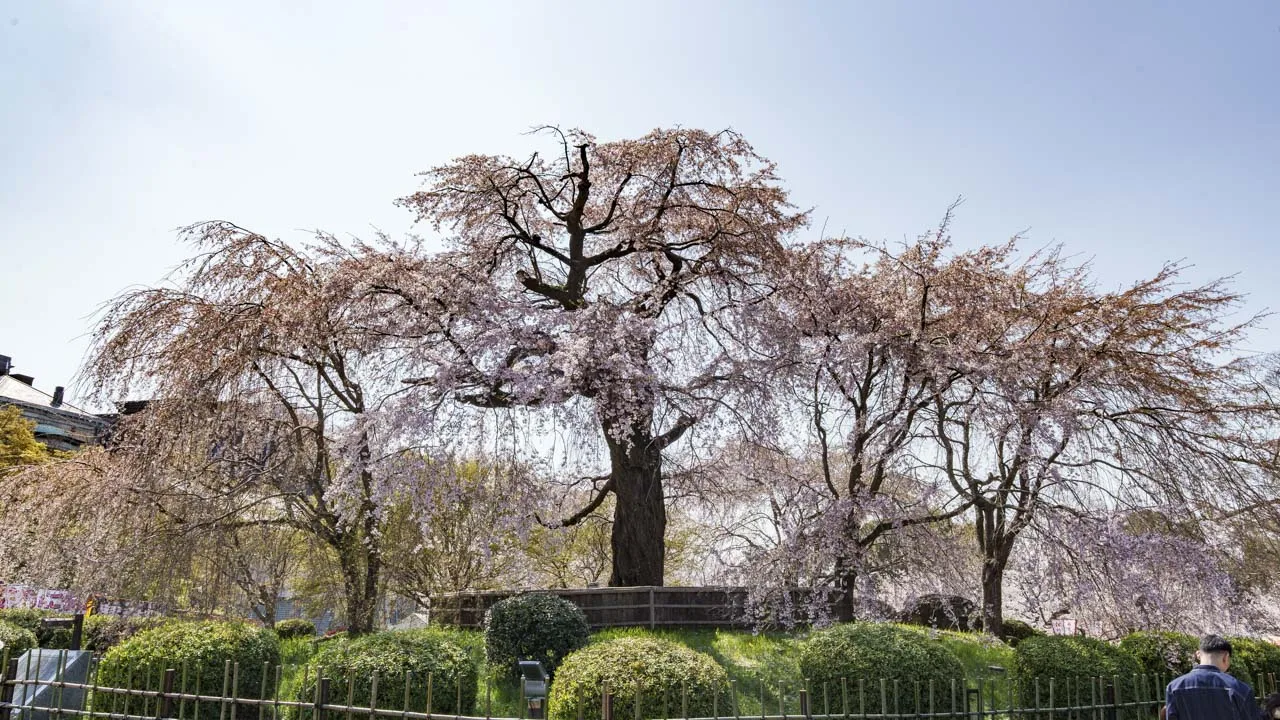 円山公園 昼の祇園しだれ桜