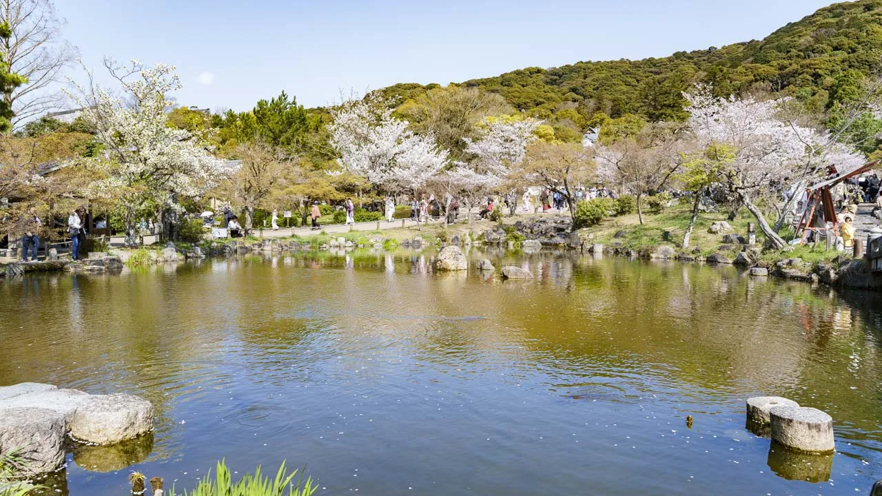 円山公園 ひょうたん池と桜