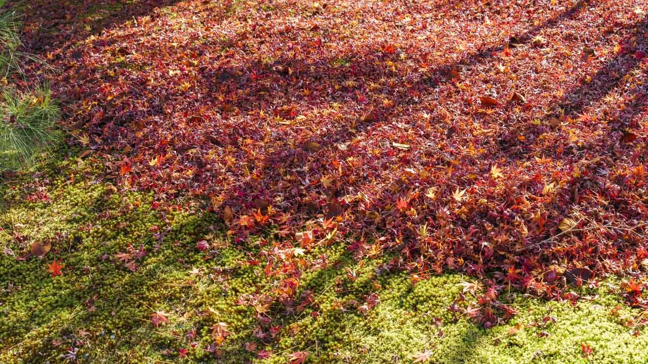 苔の上に積もる散り紅葉