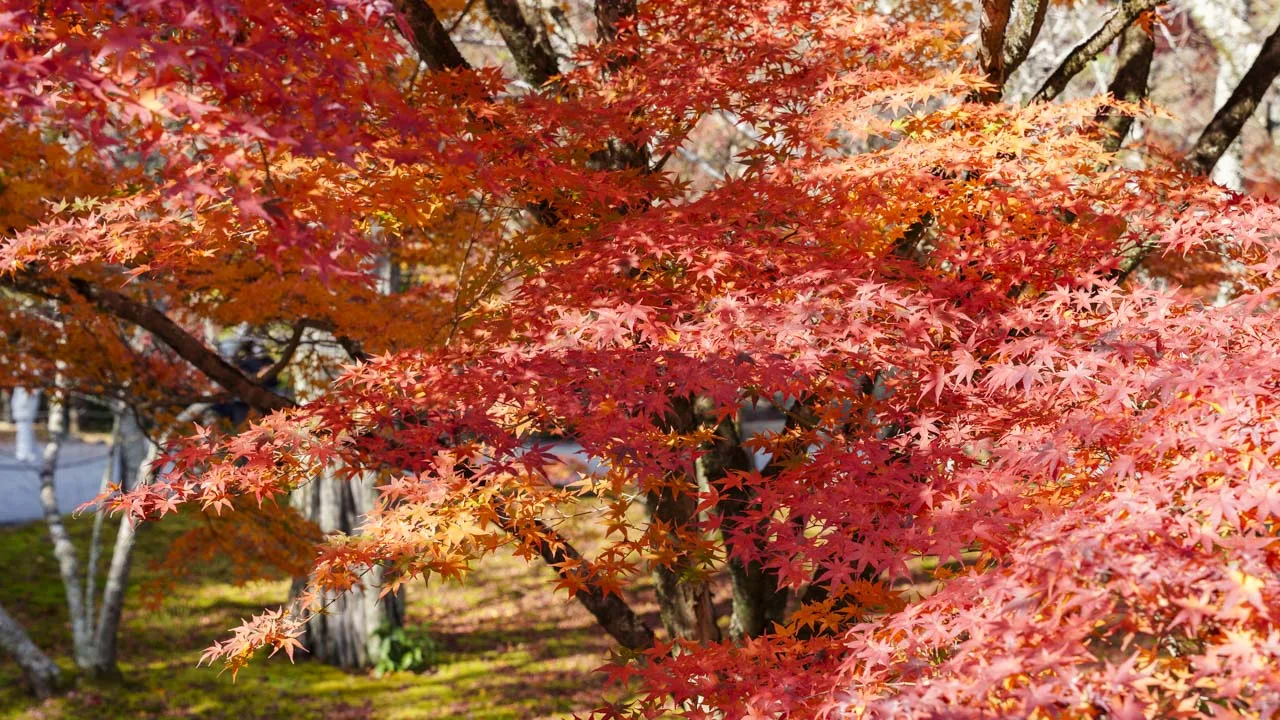 光を透かす楓の葉