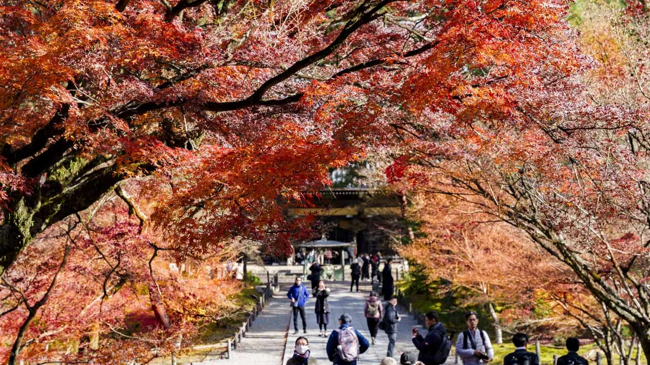 三門から法堂へ続く紅葉の参道