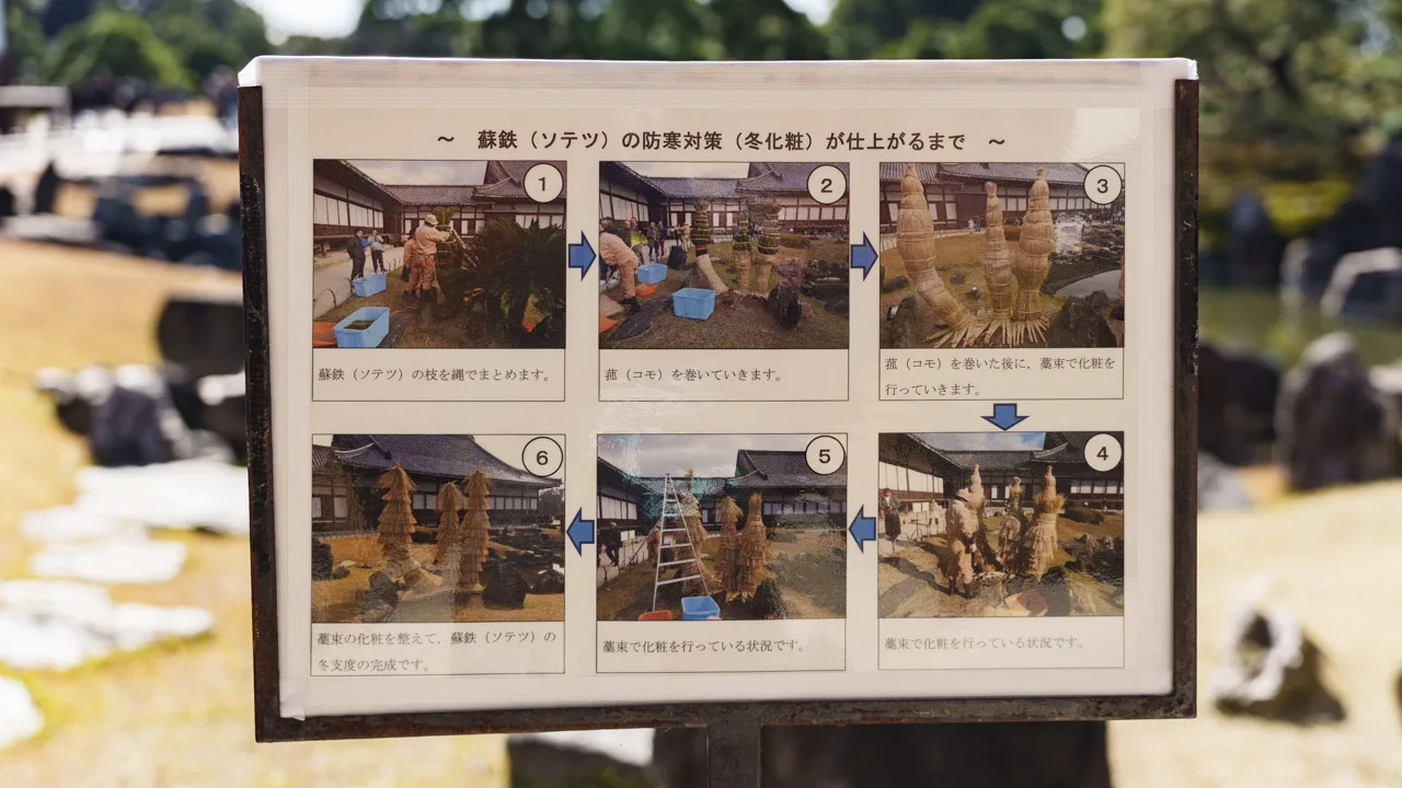 蘇鉄のこも巻きの手順を紹介する案内板